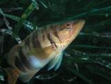 Serranus.JPG