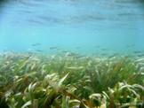 posidonia1.jpg