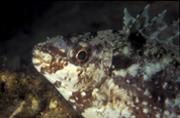 editors-choice-102-6-rabbitfish.jpg