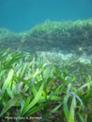 foto pradera Posidonia australis (by Gary A. Kendrick) (1).jpeg