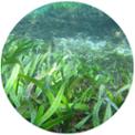 posidonia web.jpg