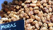 30/04/2015 Degustaci de productes al Mercat Ecolgic a la UIB, a crrec de  l'Associaci Mercat Ecolgic