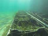 imedea posidonia.jpg