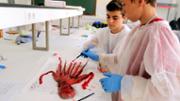 Biologia: De la mar a l'aula. Gyotaku. Laboratori 16, edifici Mateu Orfila i Rotger