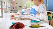 Biologia: De la mar a l'aula. Gyotaku. Laboratori 16, edifici Mateu Orfila i Rotger