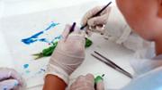 Biologia: De la mar a l'aula. Gyotaku. Laboratori 16, edifici Mateu Orfila i Rotger