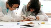 Biologia: De la mar a l'aula. Gyotaku. Laboratori 16, edifici Mateu Orfila i Rotger