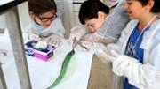 Biologia: De la mar a l'aula. Gyotaku. Laboratori 16, edifici Mateu Orfila i Rotger