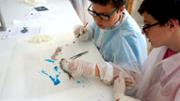 Biologia: De la mar a l'aula. Gyotaku. Laboratori 16, edifici Mateu Orfila i Rotger