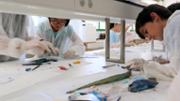 Biologia: De la mar a l'aula. Gyotaku. Laboratori 16, edifici Mateu Orfila i Rotger