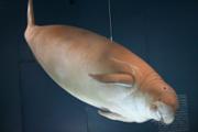 12-IMG_8950.JPG