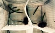 Experiment al laboratori.jpg
