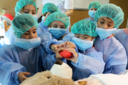 Un hospital per als ossos de peluix de les criatures - Foto: A.COSTA/UIB