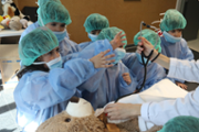 Un hospital per als ossos de peluix de les criatures - Foto: A.COSTA/UIB