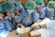 Un hospital per als ossos de peluix de les criatures - Foto: A.COSTA/UIB