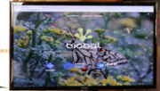 BIOBAL, una enciclopdia virtual al servei de la biodiversitat  - Foto: A.COSTA/UIB