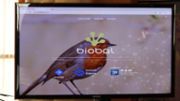 BIOBAL, una enciclopdia virtual al servei de la biodiversitat  - Foto: A.COSTA/UIB