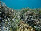 Praderia de Posidonia oceanica a Formentera. Foto: F.Estarellas