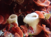 Les esponges invasores causen estrs oxidatiu a les algues autctones 