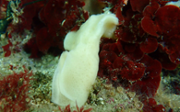 Les esponges invasores causen estrs oxidatiu a les algues autctones 