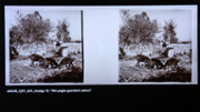 Fons fotogrfic de Josep Pons Frau 