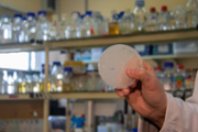 La contribuci dels microbis marins a la biodegradaci dels additius del plstic - Foto: A.COSTA/UIB