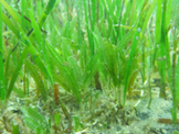 Praderia de Halophila stipulacea a la llacuna d'Al kahrar (Arabia Saud), Mar Roig. Foto: M. Wesselmann/IMEDEA