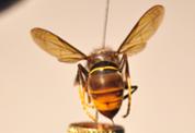 346744_vespa_04.jpg