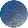 web.png