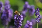 the-lavender-flower-4339998_1920.jpg