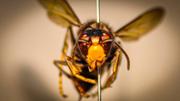 Vespa asitica (Vespa velutina ssp. nigrithorax) 