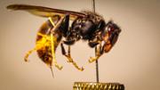 Vespa asitica (Vespa velutina ssp. nigrithorax) 