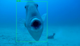 &#xc1;reas marinas protegidas inteligentes