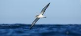 Albatros y petreles: hoja de ruta para proteger en alta mar las aves marinas m&#xe1;s amenazadas