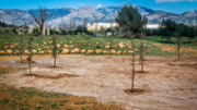 Sembrada simblica de dotze arbres al campus - Foto: A.Costa/UIB