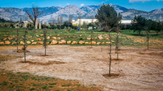Sembrada simblica de dotze arbres al campus - Foto: A.Costa/UIB