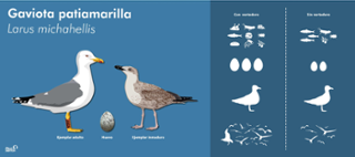 larus_michahellis_pelopanton.jpeg