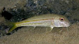 Exemplar de Mullus barbatus. Foto: Roberto Pillon / Fishbase