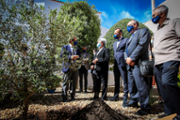Plantaci d'una olivera als jardins de la Seu de Menorca - Foto: A.COSTA/UIB