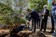 Plantaci d'una olivera als jardins de la Seu de Menorca - Foto: A.COSTA/UIB