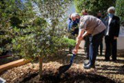 Plantaci d'una olivera als jardins de la Seu de Menorca - Foto: A.COSTA/UIB