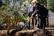 Plantaci d'una olivera als jardins de la Seu de Menorca - Foto: A.COSTA/UIB