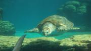 Exemplar de tortuga a les installacions de Palma Aquarium. Foto: UIB