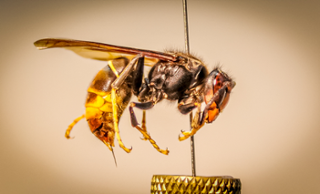 Vespa asitica (Vespa velutina ssp. nigrithorax) 
