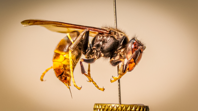 Vespa asiàtica (Vespa velutina ssp. nigrithorax)