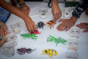 Taller d'identificaci d'insectes -  Foto: A.COSTA/UIB