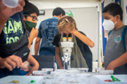 Taller d'identificaci d'insectes -  Foto: A.COSTA/UIB