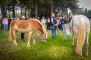 Sessions d'intervenci amb cans i cavalls - Foto: A.COSTA/UIB