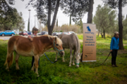 Sessions d'intervenci amb cans i cavalls - Foto: A.COSTA/UIB