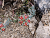 Exemplar de lletrera del Massanella. Foto: PLANTMED/UIB